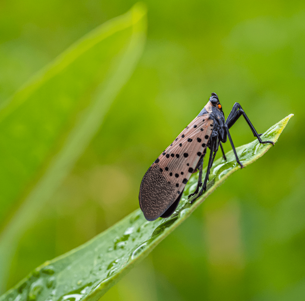 The latest on spotted&nbsp;lanternflies