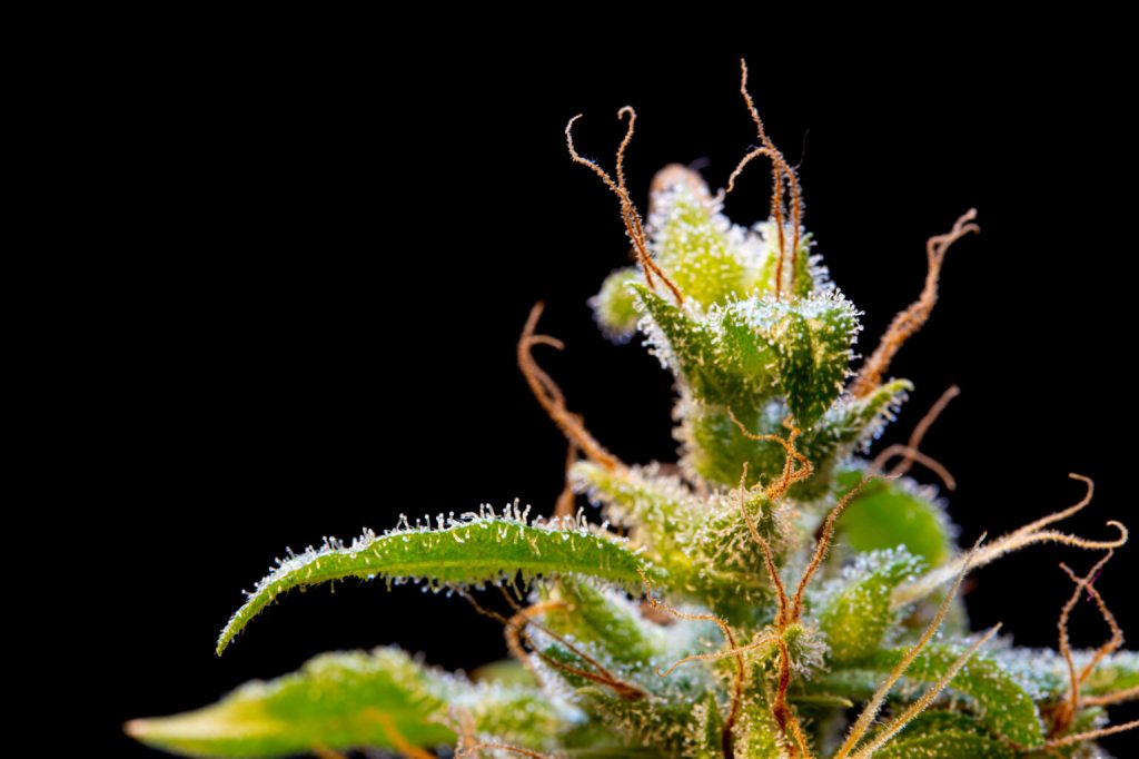 As Virginia moves forward with full legalization of adult-use marijuana, we take a look at everything&nbsp;green